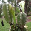 Cereus_hexagonus_1